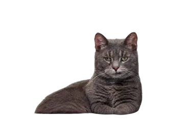 Frilagd katt på stol