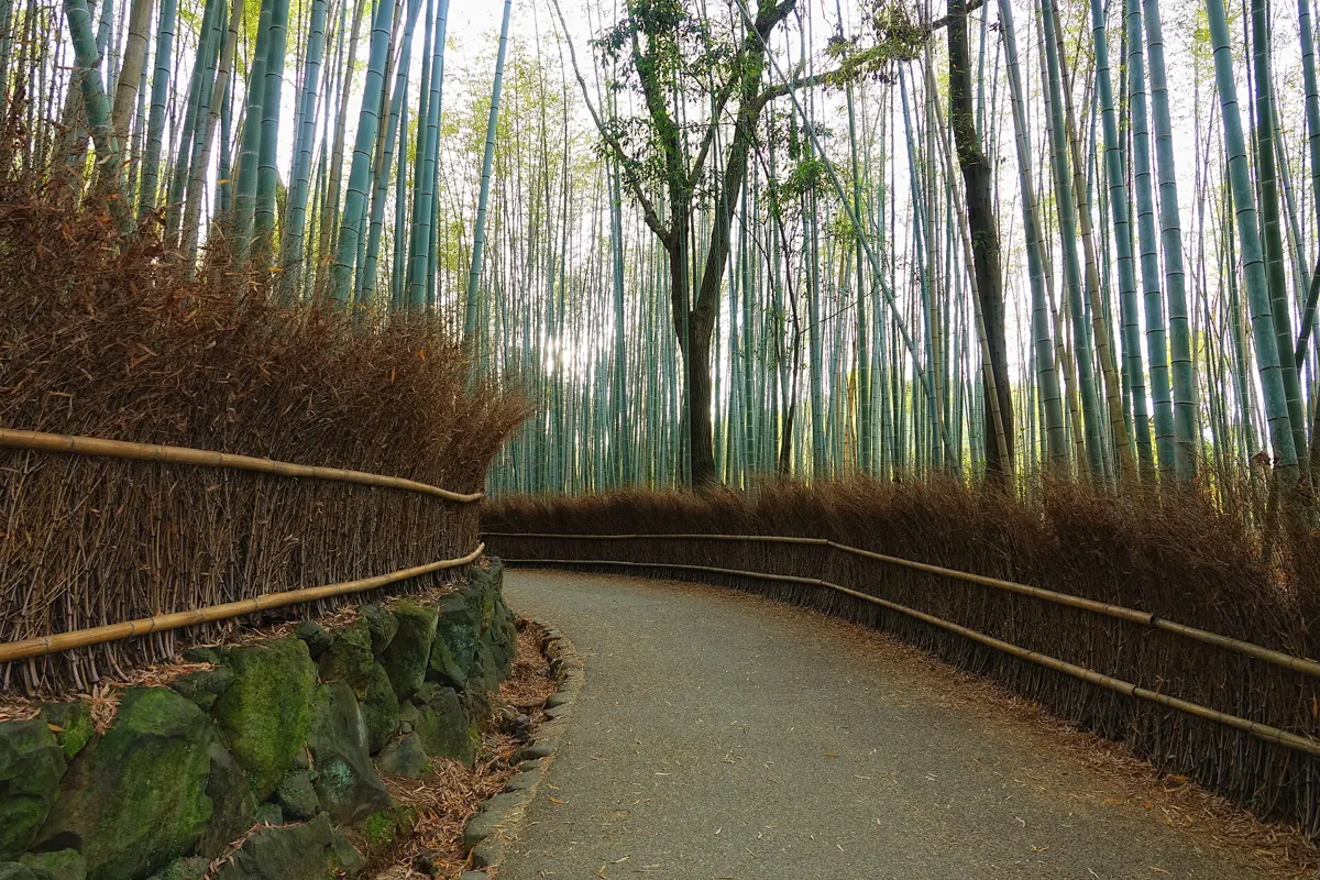Bambulunden i Arashiyama