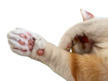 Frilagda katttassar