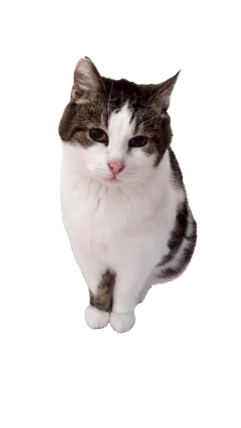 Frilagd sittande katt