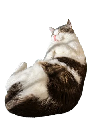 Frilagd katt i solsken